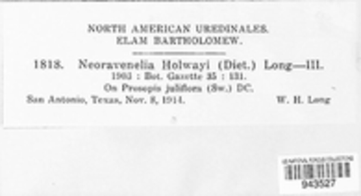 Raveneliaceae image